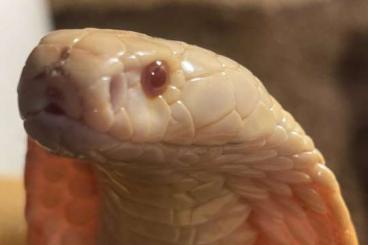 Venomous snakes kaufen und verkaufen Photo: 1,2 Naja Kaouthia Albino Makellose Tiere
