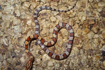 Snakes kaufen und verkaufen Photo: Kornnatter weibchen und Männlich