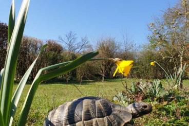 Tortoises kaufen und verkaufen Photo: Breitrandschildkröte männlich 15 Jahre jung 600 €  mit Züchterdokument