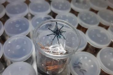 Vogelspinnen kaufen und verkaufen Foto: Vogelspinnen suchen ein neues Zuhause