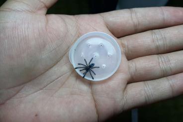- bird spiders kaufen und verkaufen Photo: Vogelspinnen suchen ein neues Zuhause