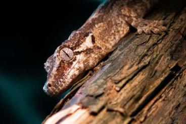 Geckos kaufen und verkaufen Foto: Rhacodactylus Auriculatus abzugeben