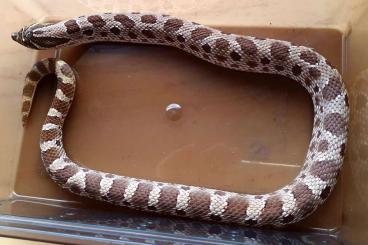 Schlangen kaufen und verkaufen Foto: Heterodon nasicus 1.0 Conda DH Frost