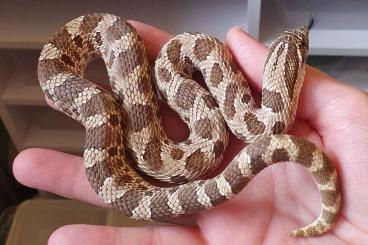 Snakes kaufen und verkaufen Photo: Heterodon nasicus 1.0 Conda DH Frost