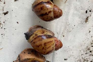 Mollusca kaufen und verkaufen Photo: Achatschnecken archachatina marginata suturalis 