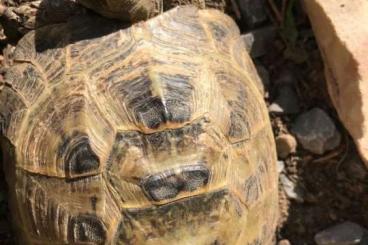 Landschildkröten kaufen und verkaufen Foto: Russische Landschildkröte; 10 Jahre männlich