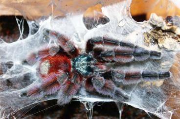 Vogelspinnen kaufen und verkaufen Foto: Seeking 0.1 Caribena versicolor