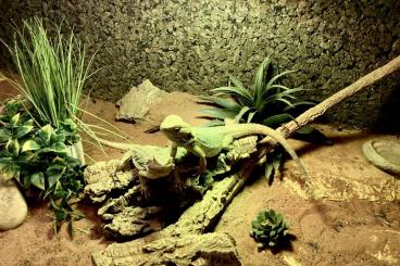 Bearded dragons kaufen und verkaufen Photo: Bartagamen - Pärchen mit Terrarium