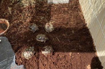 Landschildkröten kaufen und verkaufen Foto: Griechische Landschildkröten aus eigener Zucht 