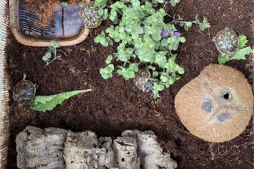 Tortoises kaufen und verkaufen Photo: Griechische Landschildkröten Zucht 2021