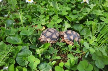 Turtles and Tortoises kaufen und verkaufen Photo: Landschildkröten aus eigener Nachzucht(2023) zu verkaufen