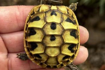 Tortoises kaufen und verkaufen Photo: Griechische Landschildkröten , THB Nachzuchten 2023