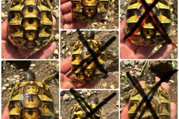 Landschildkröten kaufen und verkaufen Foto: Griechische Landschildkröten THB Landschildkröten kaufen und verkaufen Foto: Griechische Landschildkröten THB