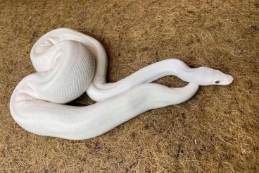 Ball Pythons kaufen und verkaufen Photo: Verkaufe 4 Schöne Adulte Königsphythons Nachzucht