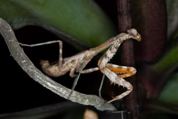 Insekten kaufen und verkaufen Foto: nur noch wenige Parasphendale spec.