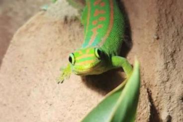 Geckos kaufen und verkaufen Foto: Phelsuma guimbeaui 1,1 Pair 