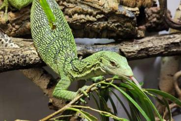 Monitor lizards kaufen und verkaufen Photo: 1,0 Varanus Reisingeri CB 