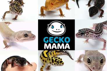 Geckos kaufen und verkaufen Foto: Schöne Leopardgecko Nachzuchten von 2021