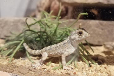Geckos kaufen und verkaufen Foto: Skorpionschwanzgecko - Pristurus carteri (Dhofar) - männlich