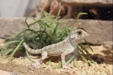 Geckos kaufen und verkaufen Photo: Skorpionschwanzgecko - Pristurus carteri (Dhofar) - männlich