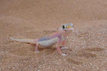 Geckos kaufen und verkaufen Foto: Searching Pachydactylus rangei
