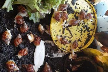 Schnecken kaufen und verkaufen Foto: Achatina fulica, white Jade Schnecken kaufen und verkaufen Foto: Achatina fulica, white Jade