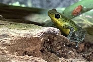 Poison dart frogs kaufen und verkaufen Photo: Suche oder tausche O. p. Punta Laurent