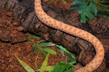 Schlangen kaufen und verkaufen Foto: Baby Hakennasennatter Albino männlich