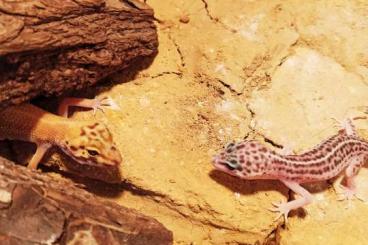 Geckos kaufen und verkaufen Foto: 3 Leopardgeckos Weibchen inklusive Terrarium komplett ausgestattet