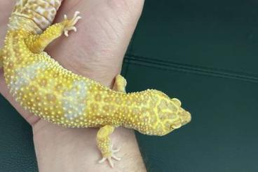 Geckos kaufen und verkaufen Foto: Leopardgecko Weibchen wegen Umzug abzugeben verschiedene Morphe