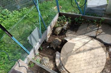 Tortoises kaufen und verkaufen Photo: Junges erwachsenes Weibchen, griechische Landschildkröte mit Gelege Tortoises kaufen und verkaufen Photo: Junges erwachsenes Weibchen, griechische Landschildkröte mit Gelege