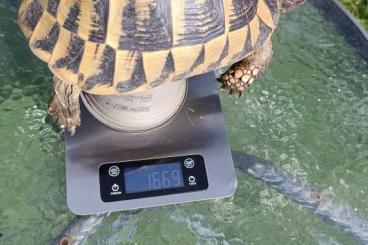 Tortoises kaufen und verkaufen Photo: Junges erwachsenes Weibchen, griechische Landschildkröte mit Gelege Tortoises kaufen und verkaufen Photo: Junges erwachsenes Weibchen, griechische Landschildkröte mit Gelege