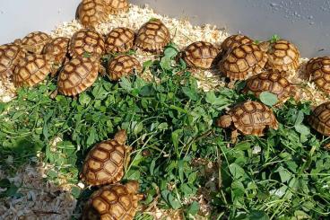 Tortoises kaufen und verkaufen Photo: Sulcata babies - PRAQUE/HAMM/HOUTEN/ Tortoises kaufen und verkaufen Photo: Sulcata babies - PRAQUE/HAMM/HOUTEN/