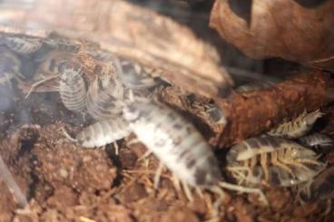 Futtertiere kaufen und verkaufen Foto: Pandaasseln Porcellio Laevis 