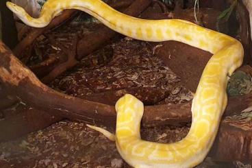 Snakes kaufen und verkaufen Photo: Riesenschlangen abzugeben!