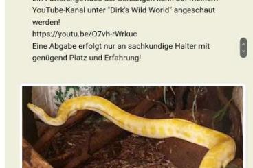 Schlangen kaufen und verkaufen Foto: Riesenschlangen abzugeben!