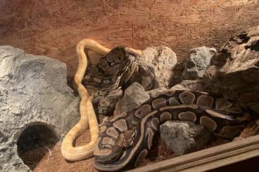 Snakes kaufen und verkaufen Photo: Königspythons und Kornnatter