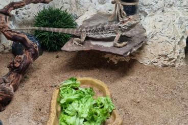 Agama kaufen und verkaufen Photo: 1 Zwergbartagame mit Eckterrarium 