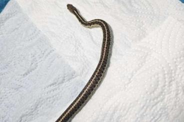 Schlangen kaufen und verkaufen Photo: Thamnophis sirtalis sirtalis 