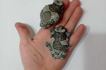 frogs kaufen und verkaufen Photo: Trachycephalus resinifictrix 5 samic 2 samce 
