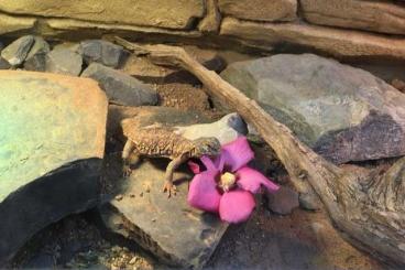 Andere Agamen kaufen und verkaufen Foto: Geyrsche Dornschwanzagame 0.1 Uromastyx geyri gelb DNZ 2 Jahre alt