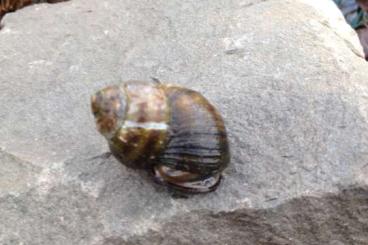 Schnecken und Muscheln kaufen und verkaufen Foto: Rarität: Sumpfdeckelschnecken (Viviparus Viviparus)