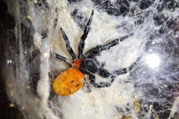 other spiders kaufen und verkaufen Photo: Eresus walckenaeri 1.0 adult