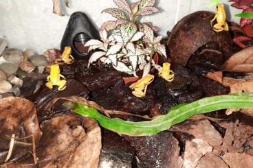 Poison dart frogs kaufen und verkaufen Photo: Phyllobates terribilis orange