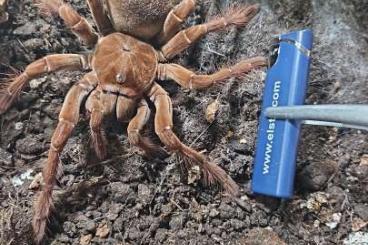 Vogelspinnen kaufen und verkaufen Foto: Verkaufe theraphosa stirmi 0.1 270€