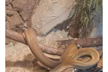 Pythons kaufen und verkaufen Photo: Amethystpython simalia amethistina Pythons kaufen und verkaufen Photo: Amethystpython simalia amethistina