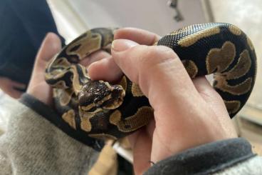 Ball Pythons kaufen und verkaufen Photo: Königspythonbaby Classic Mix Weibchen 