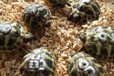 Landschildkröten kaufen und verkaufen Foto: griechische und russische Landschildkröten