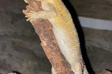 Bearded dragons kaufen und verkaufen Photo:  2 Bartagamen dringend abzugeben 