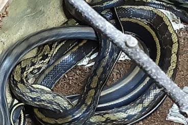 Snakes kaufen und verkaufen Photo: Orthriophis taeniurus abzugeben